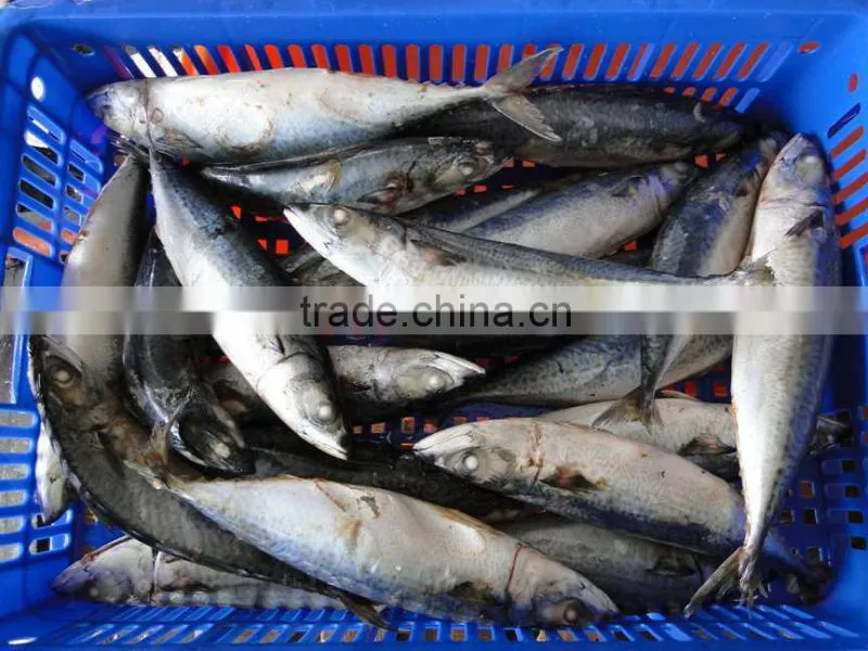 Frozen pacific mackerel