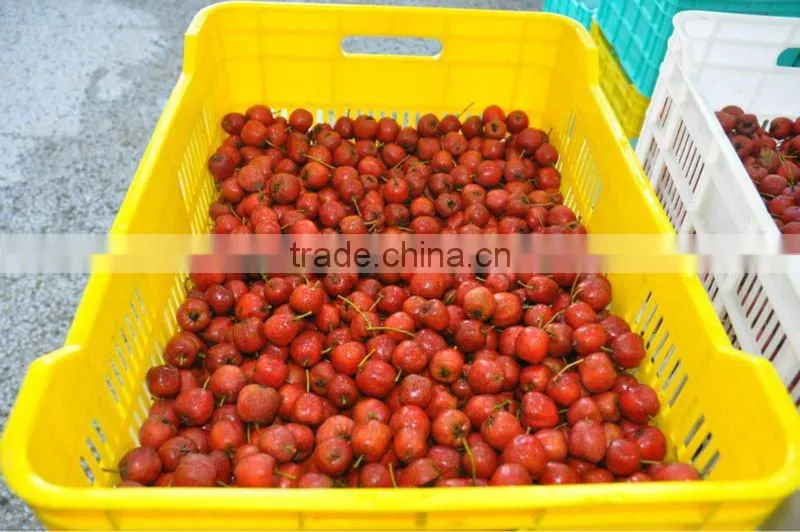 In order to healthy select organic health quick-frozen hawthorn berry fresh fruit