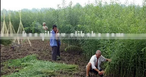 Wicker Machine | wicker peeling machine | wicker peeler machine