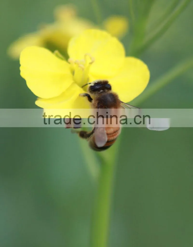 100% sweet milk vetch pure honey in bulk or bottle packing