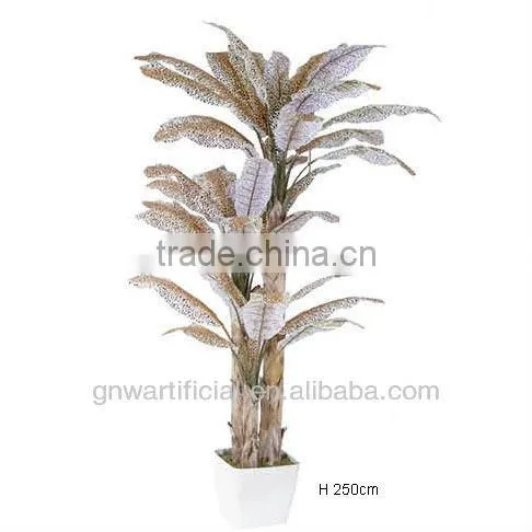 bonsai plant ficus tree indoor GNW G41