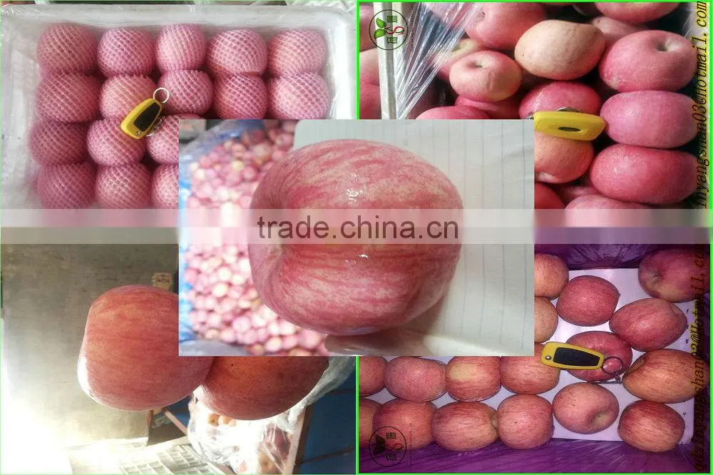 Chinese red fuji apple/Apple Fresh