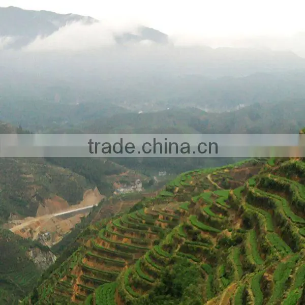 Dahongpao/big rad robe a prestigious Wuyi oolong tea
