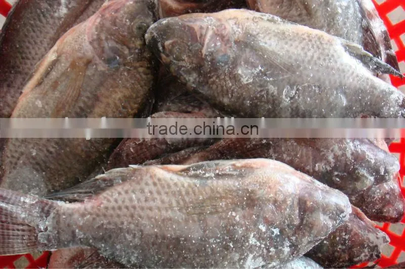 High Quality Fish Headless Clean Whole Frozen Tilapia fish