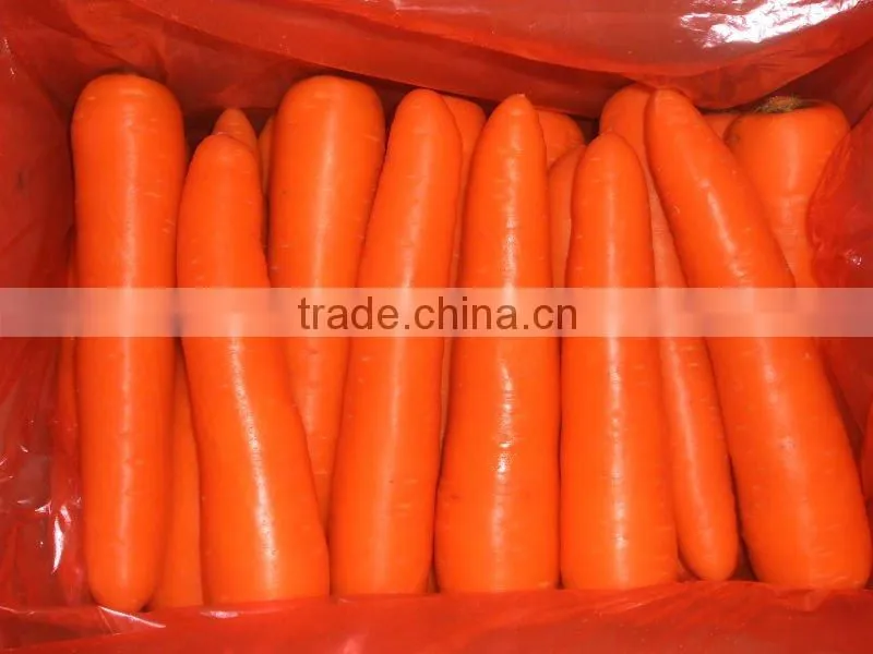 Chinese Fresh carrot hot sale