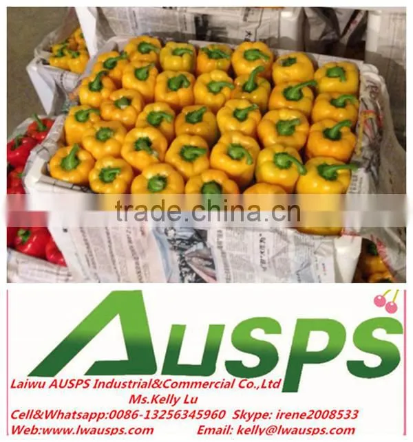 Fresh yellow capsicum