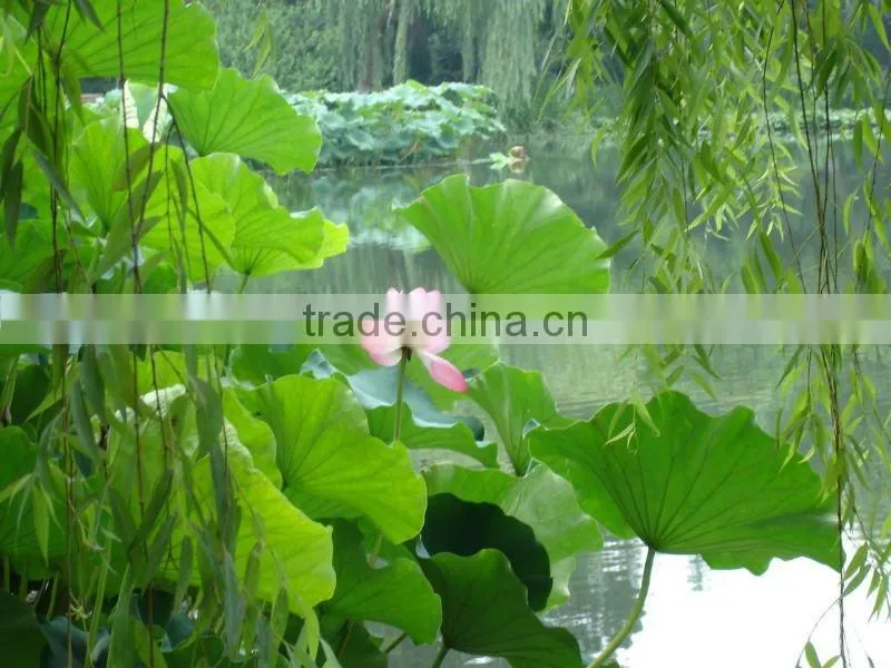herbal lotus leaf slimming green tea