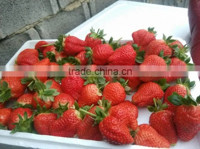 Water Soluble Fertilizer With Organic 3-0-12