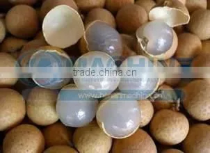2016 Professional Fruit Drying Equipment