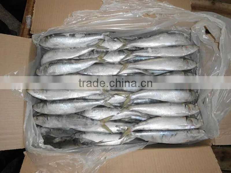 Good quality for bait frozen Sardines