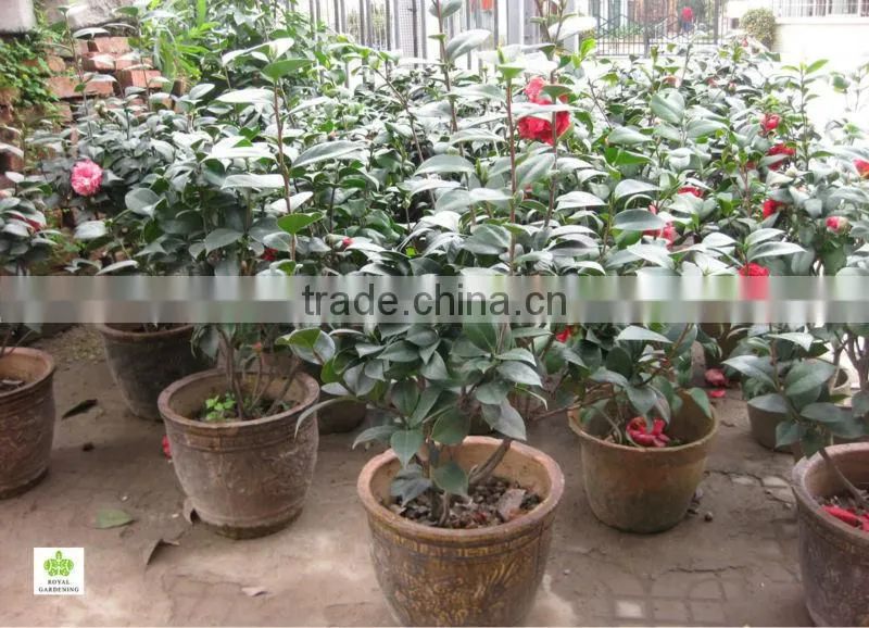 Camellia japonica