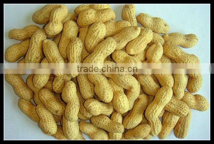 New crop roasted peanuts in shell