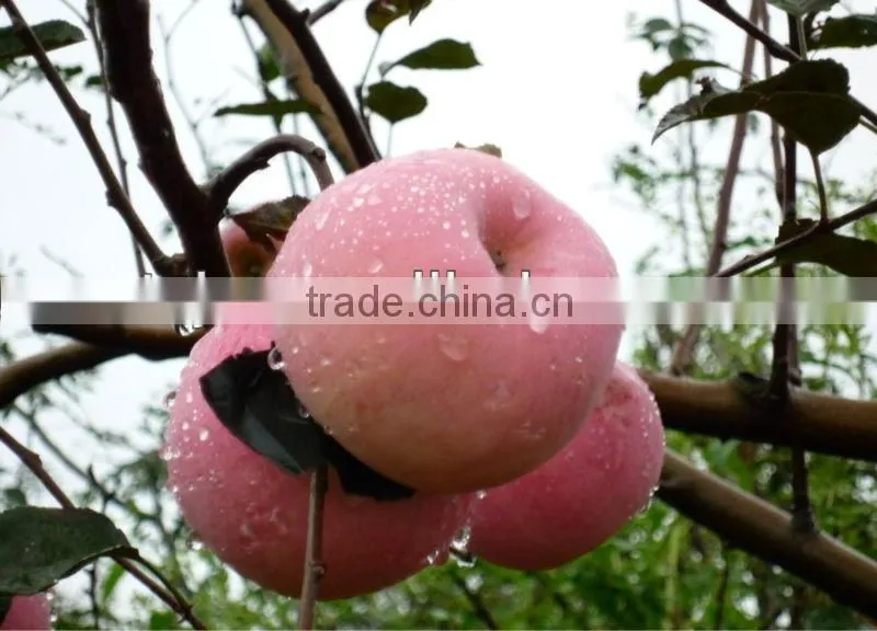 Huge Fuji apple
