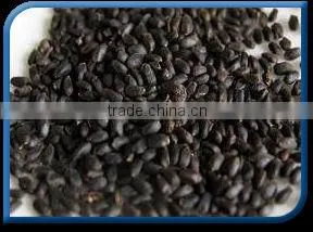Basil Seed