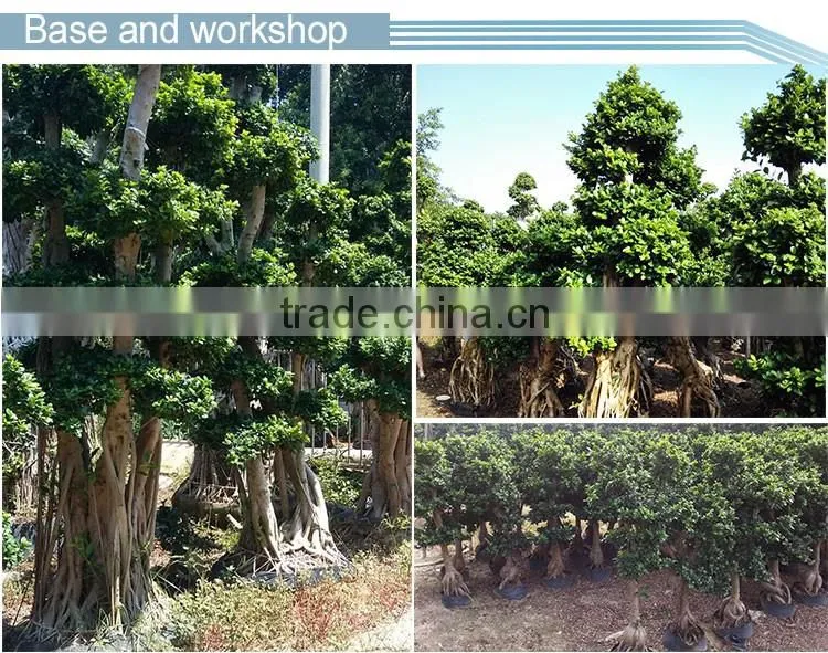 Woody large indoor plants for sale