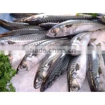 canned mackerel in chili