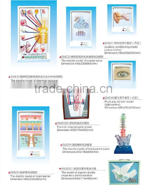 the electric model of central nervous couduction,human electric model