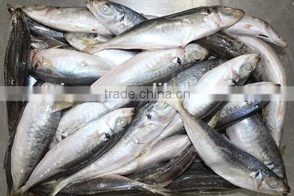 20kg carton frozen horse mackerel fish for sale