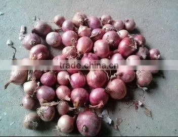 fresh onion prices in china