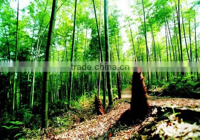 Moso Bamboo Seeds For Cultivation