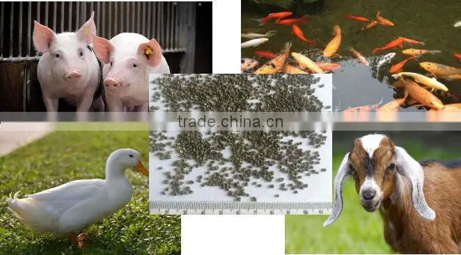 Competitive Price High Qiality Kelp Meal Feed