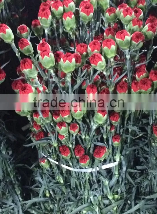 Supply Carnation fresh cut carnation fresh cut flowers