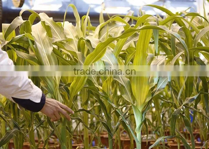 Drip tape irrigation system drippers irrigation supplies