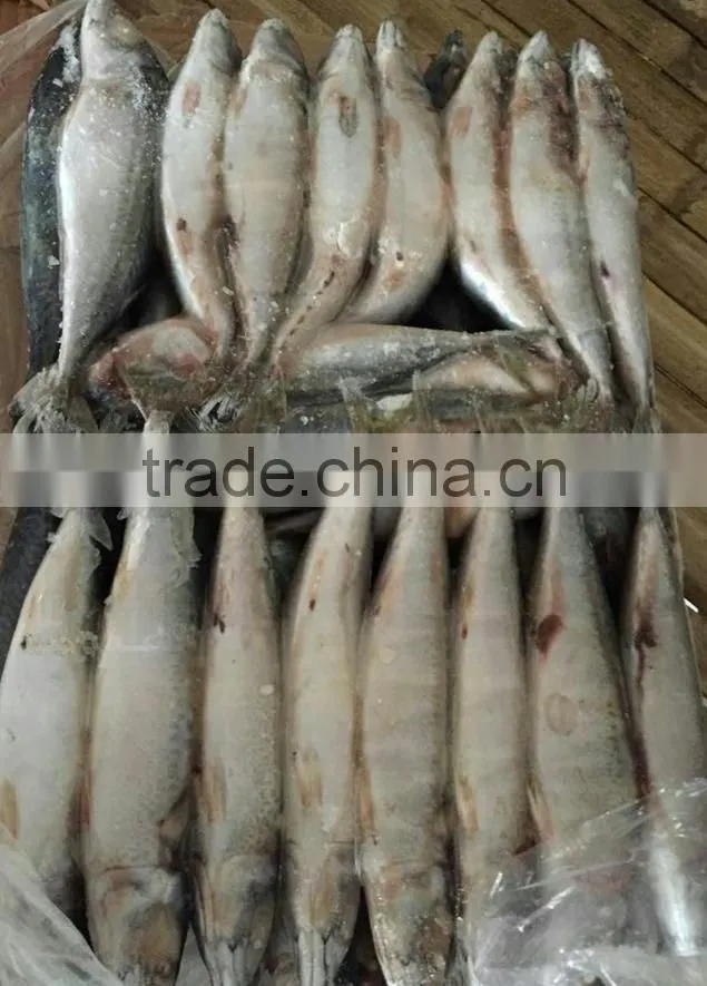 New Arrival Seafood Frozen Fish Pacific Mackerel Prices