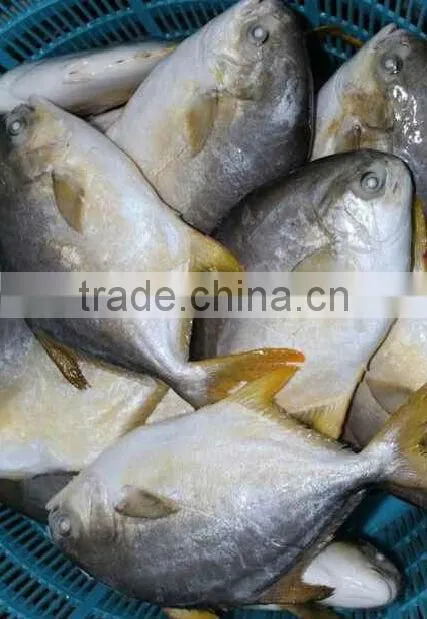 inflatable tentacles Gold pomfret