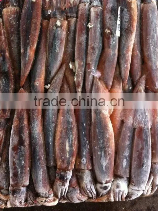 frozen lettuce illex squid