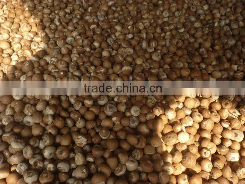 Dried Betel Nut High Quality From Viet Nam