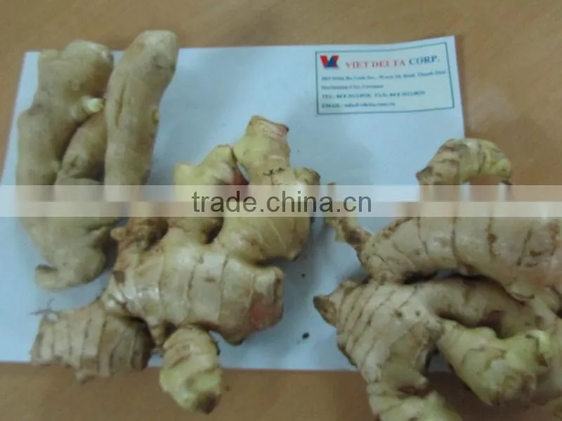 VIETNAM FRESH GINGER