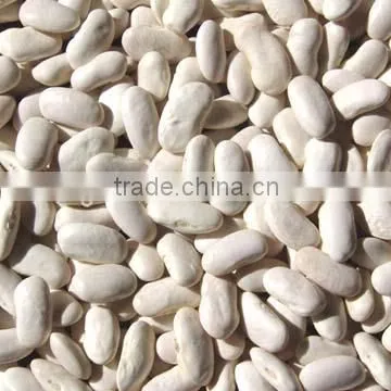 Medium white kidney beans