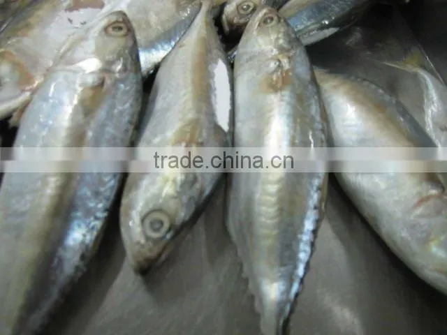 indian mackerel seafood
