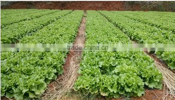 high precision sesame cabbage vegetable precision planter with cheap price