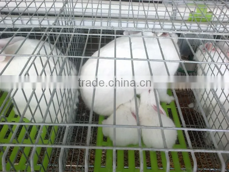 Automatic Rabbit Farming Equipment for Rex Rabbit