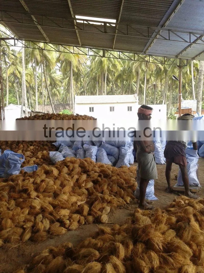 semi husked mature coconuts