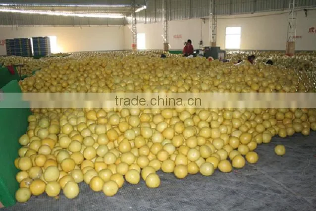 Customers buy sour fresh honey pomelo from China