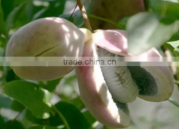 High Quality Rare Fruit Tree Seeds For Planting Holboellia latifolia Wall Seeds
