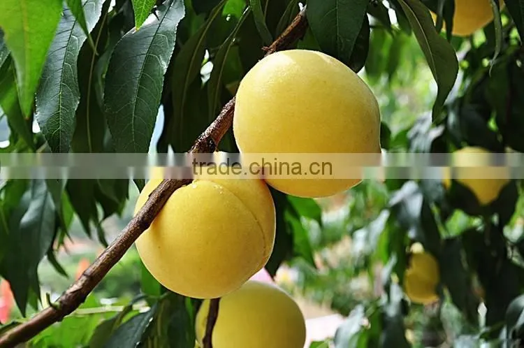 yellow peach tree seedling