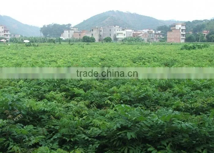 longan fruit trees