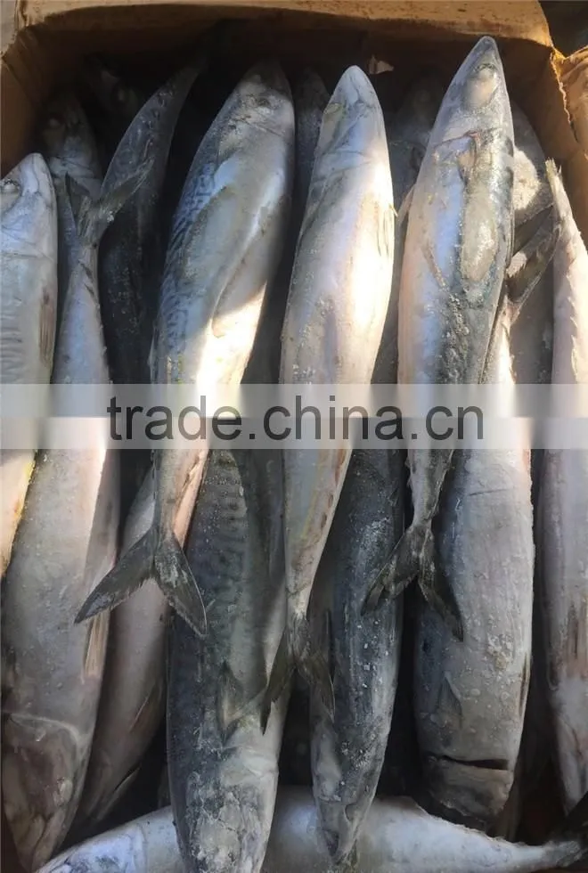Hight quality frozen pacific mackerel for sale