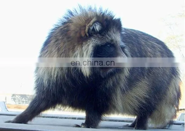 Professional factory dehaired raccoon hair natural brown color