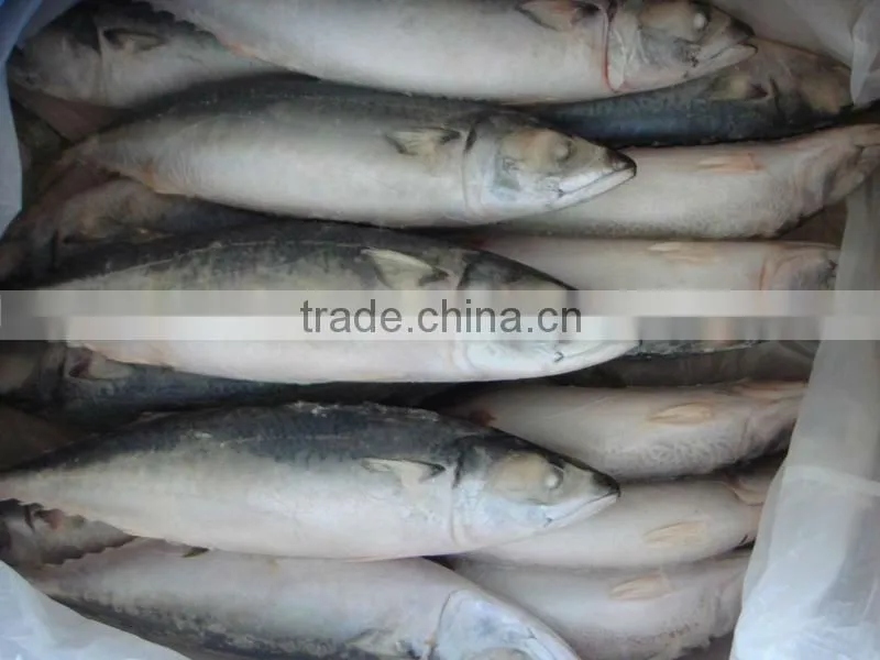scomber japonicus / frozen Pacific mackerel HG