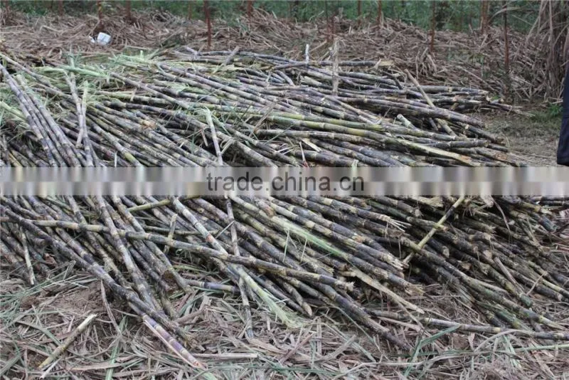new agriculture sugarcane leaf shredding machine/sugar cane leaf removing machine from TAGRM