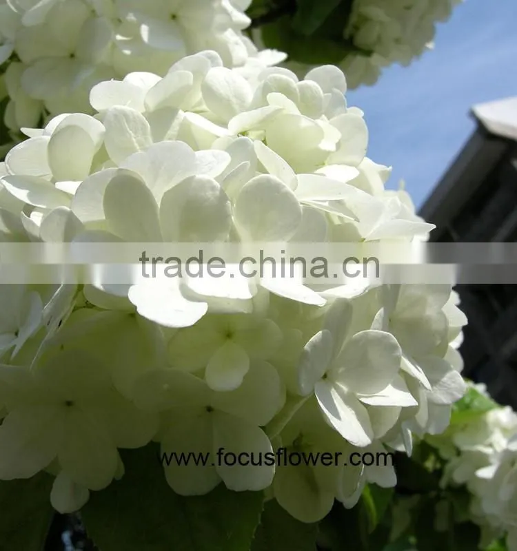 Wholesale Hydrangea Flowers For Wedding Flower Stand For Wedding