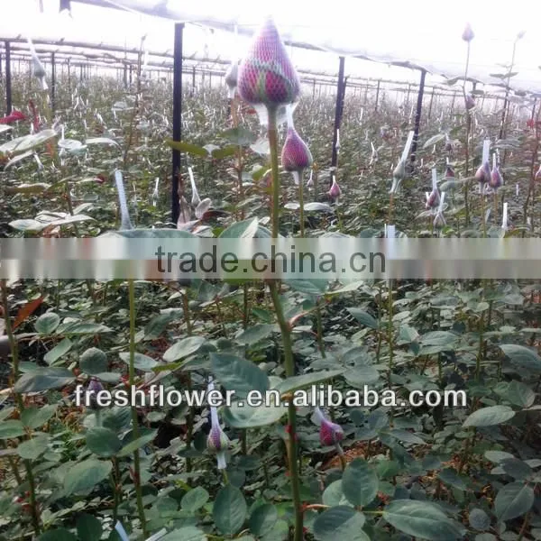 wholesale fresh big red rose flower