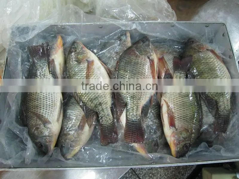 frozen gutted and scaled Tilapia 500-800g