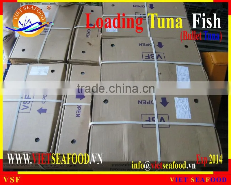 LOADING WHOLE ROUND BULLET TUNA