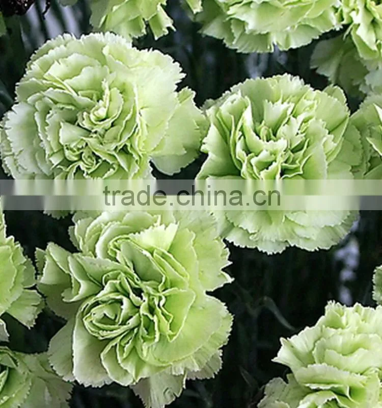 Durable Green Lady fresh cut carnation flower arrangements